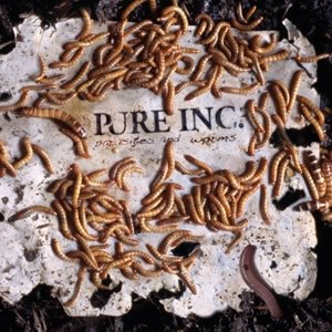 Pure Inc. - Worms And Parasites