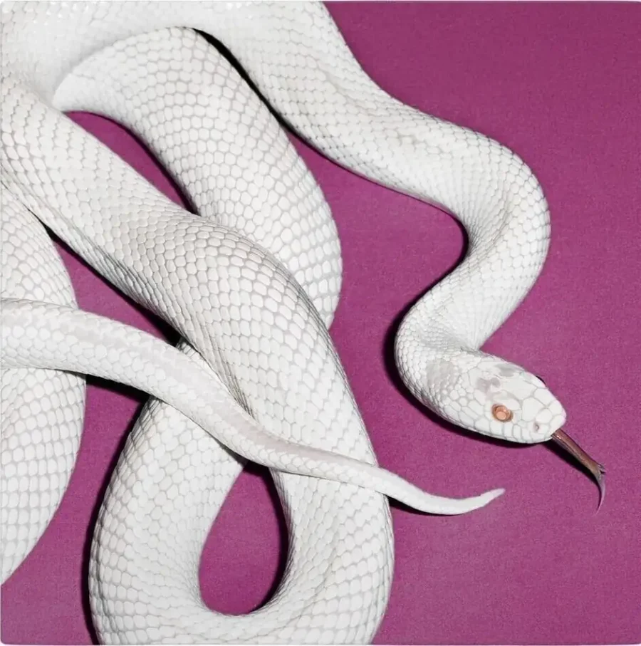 Deftones - Private Music